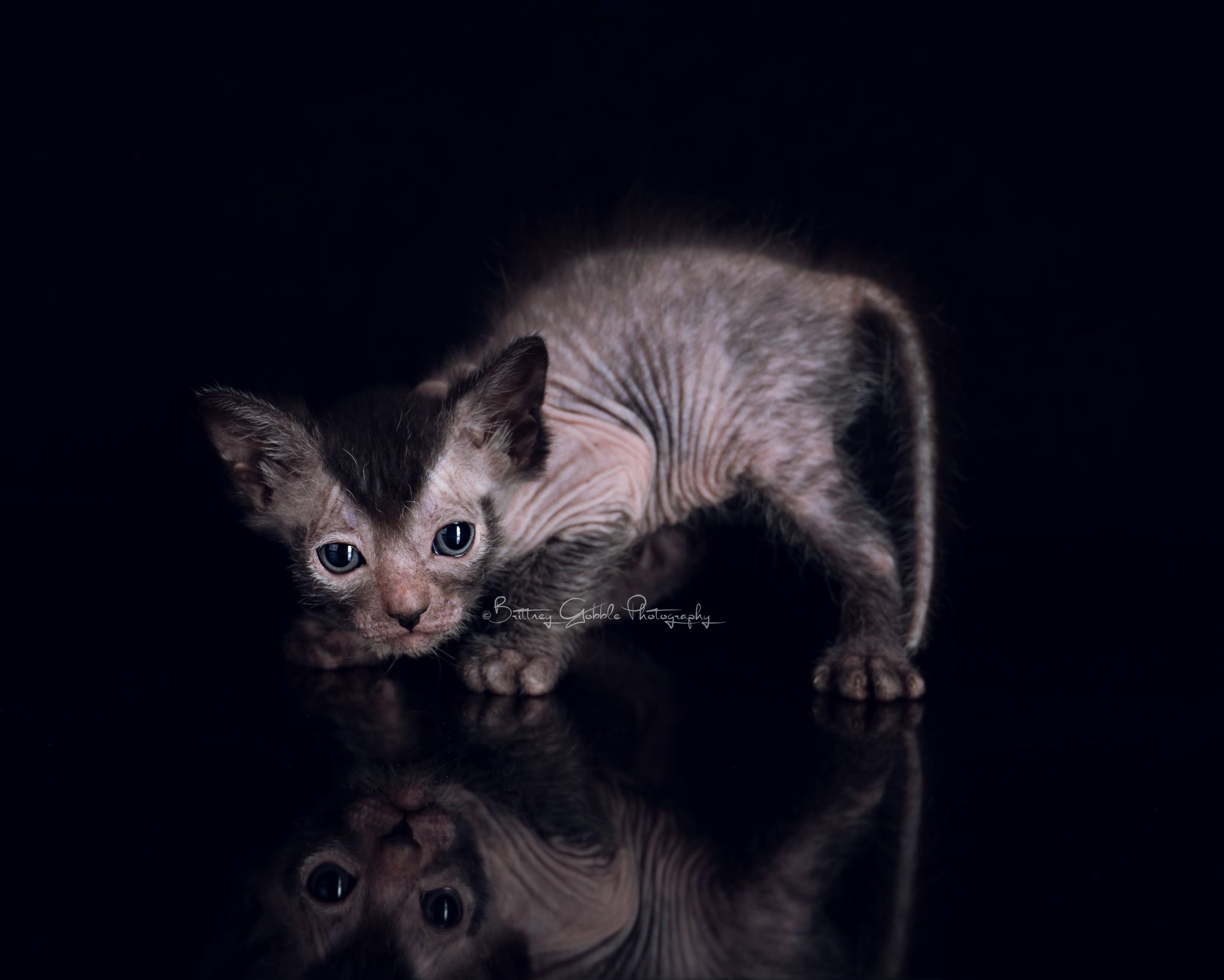 kot lykoi