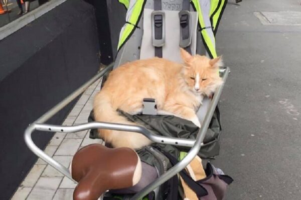 Mittens, kot, któremu wolno wszystko!