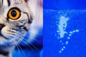 koci mocz świeci w ciemności