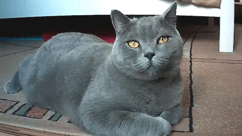 co robi kot, gdy jest sam w domu