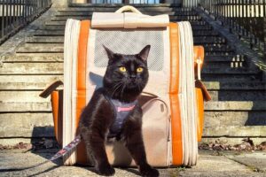 recenzja Mova PB10 Pro