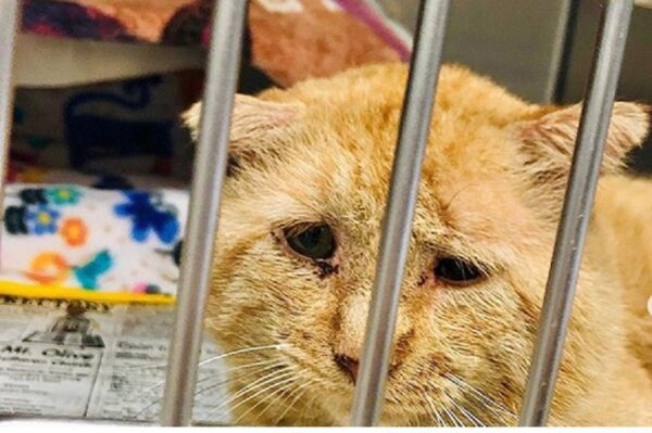 Najsmutniejszy kot świata zmienił się nie do poznania.