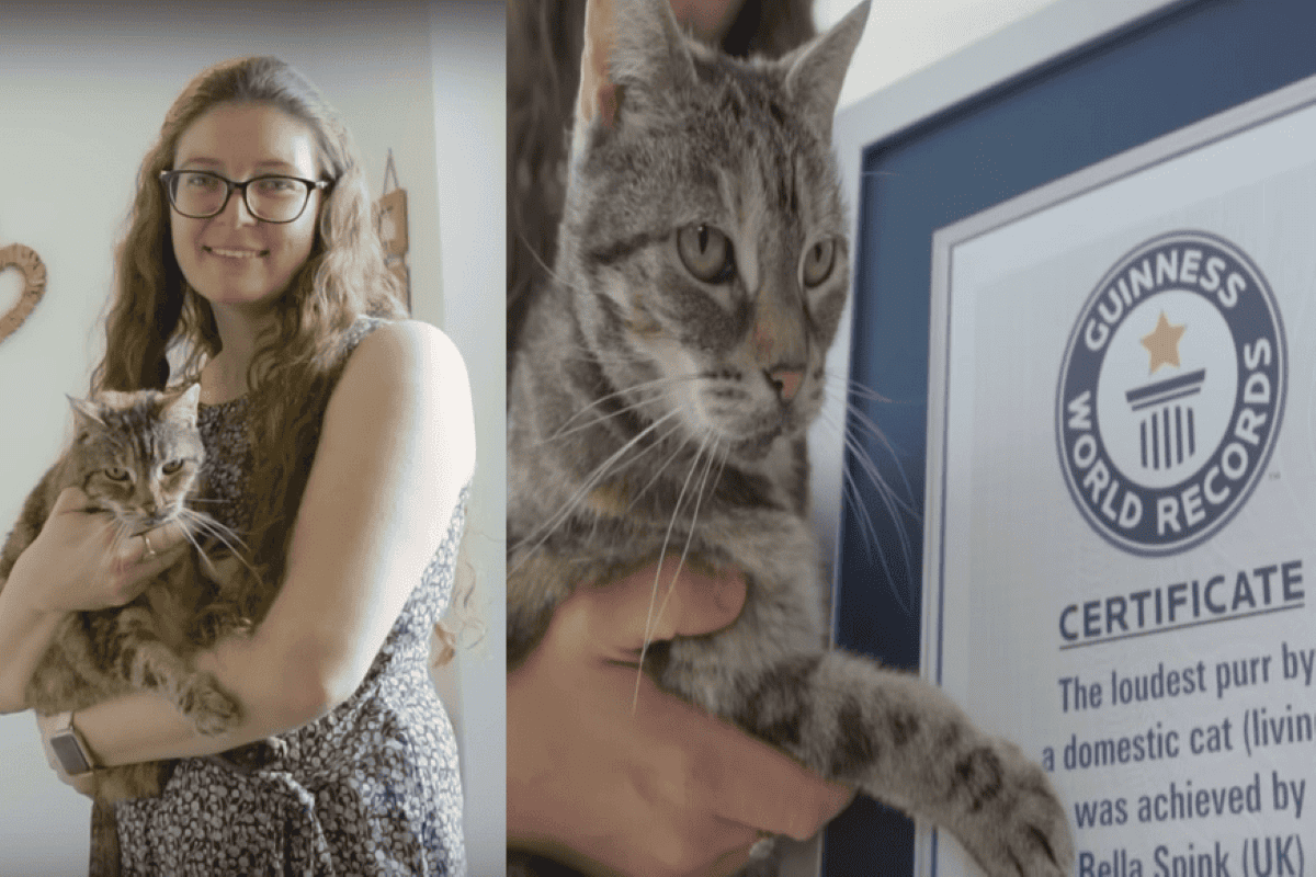 kotka ktora mruczy najglosniej