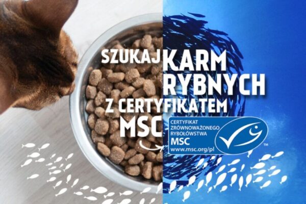 niebieski certyfikat msc