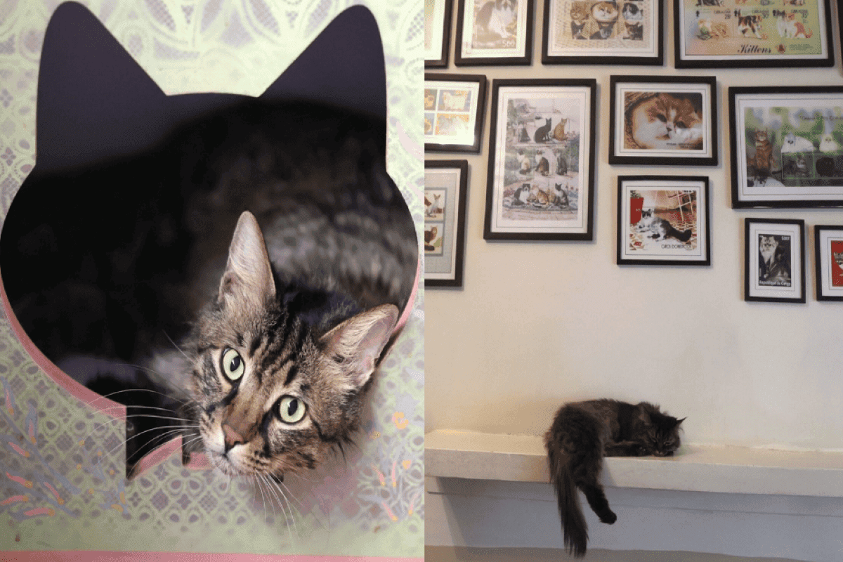 to muzeum przejely koty