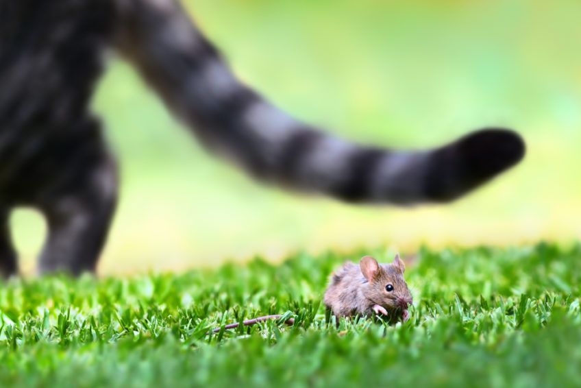 te koty najlepiej polują na myszy