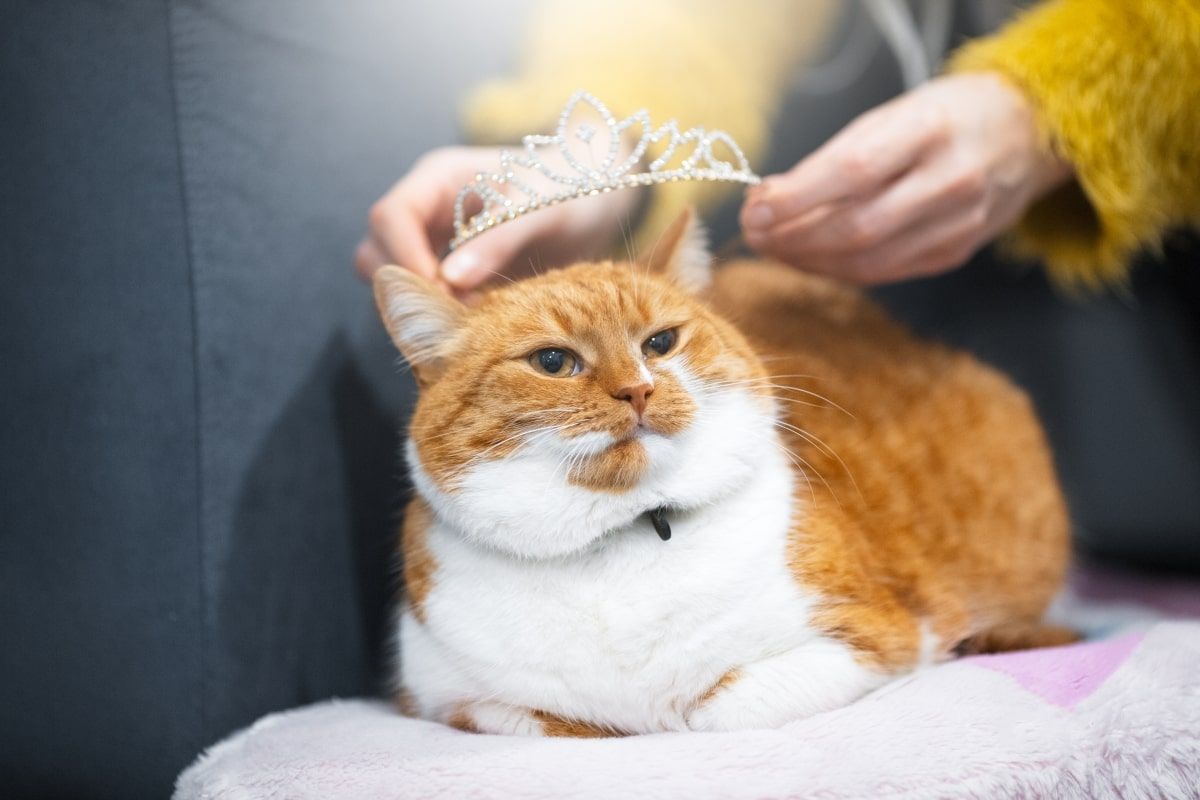 nadopiekuńczy wobec kota