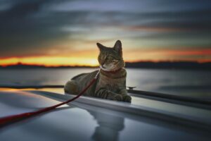 najbardziej mruczący rejs na swiecie