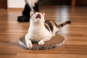 najbardziej rozśpiewane rasy kotów