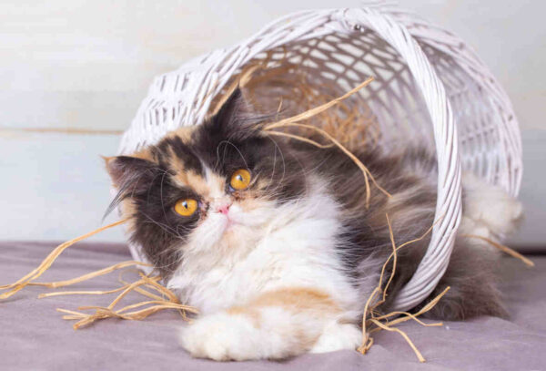 najrzadsze kocie umaszczenia