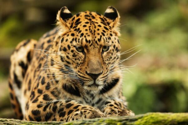 najrzadszy kot świata