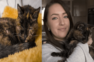 najstarszy żyjący kot na świecie