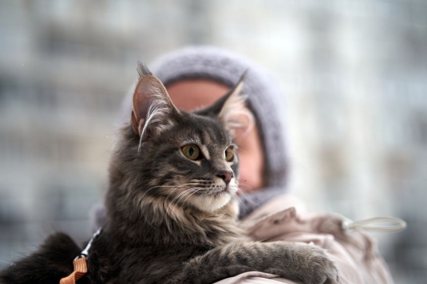 najzdrowsze rasy kotów