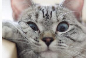 najpiękniejsza kotka swiata