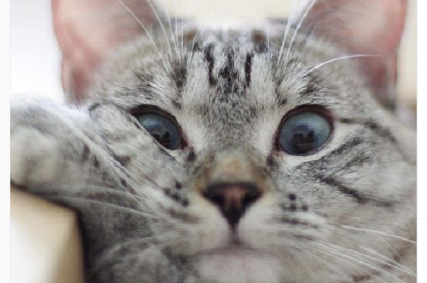 najpiękniejsza kotka swiata