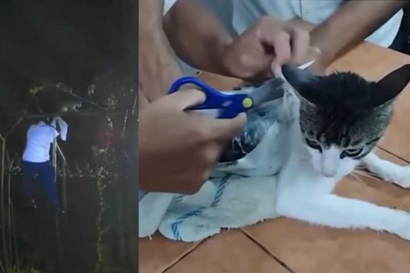 narcomichi kot przemyt więzienie