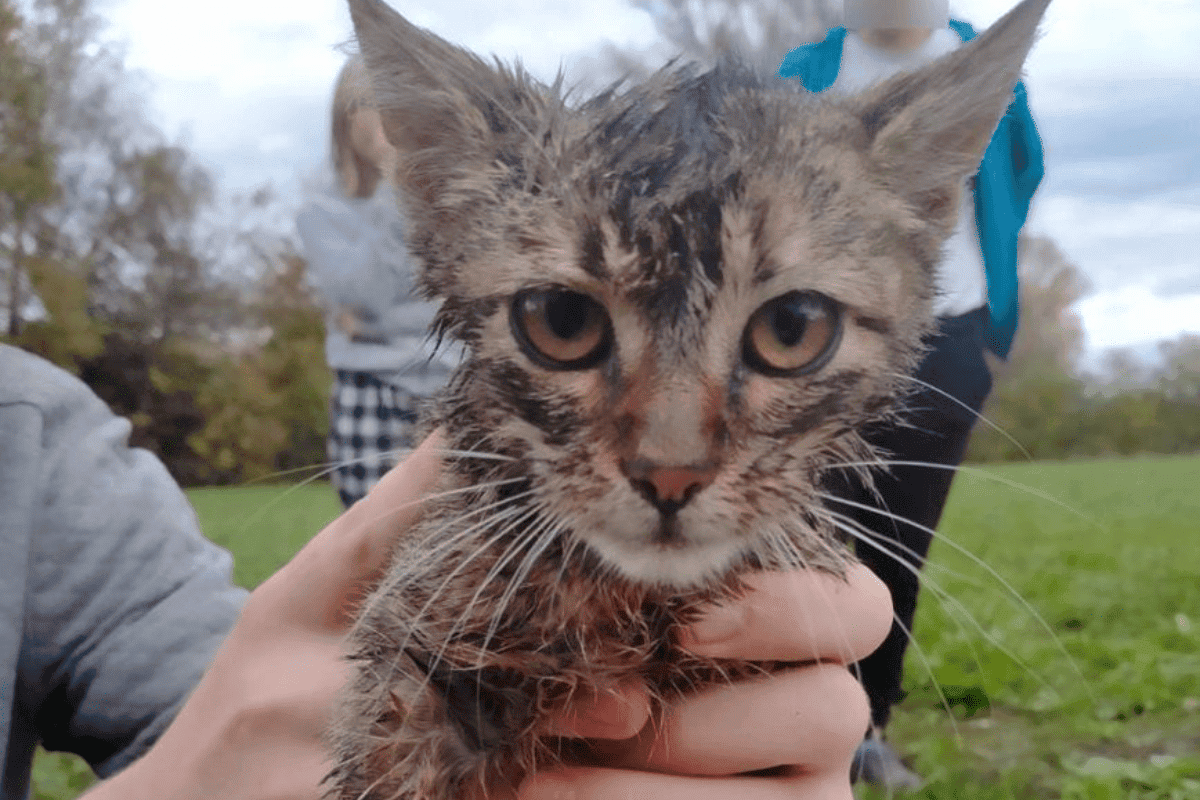 nastolatek znęcał się nad kotem