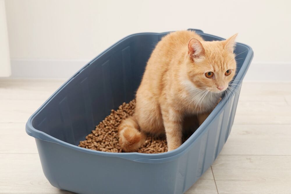 nauka kuwety kot (1).jpg