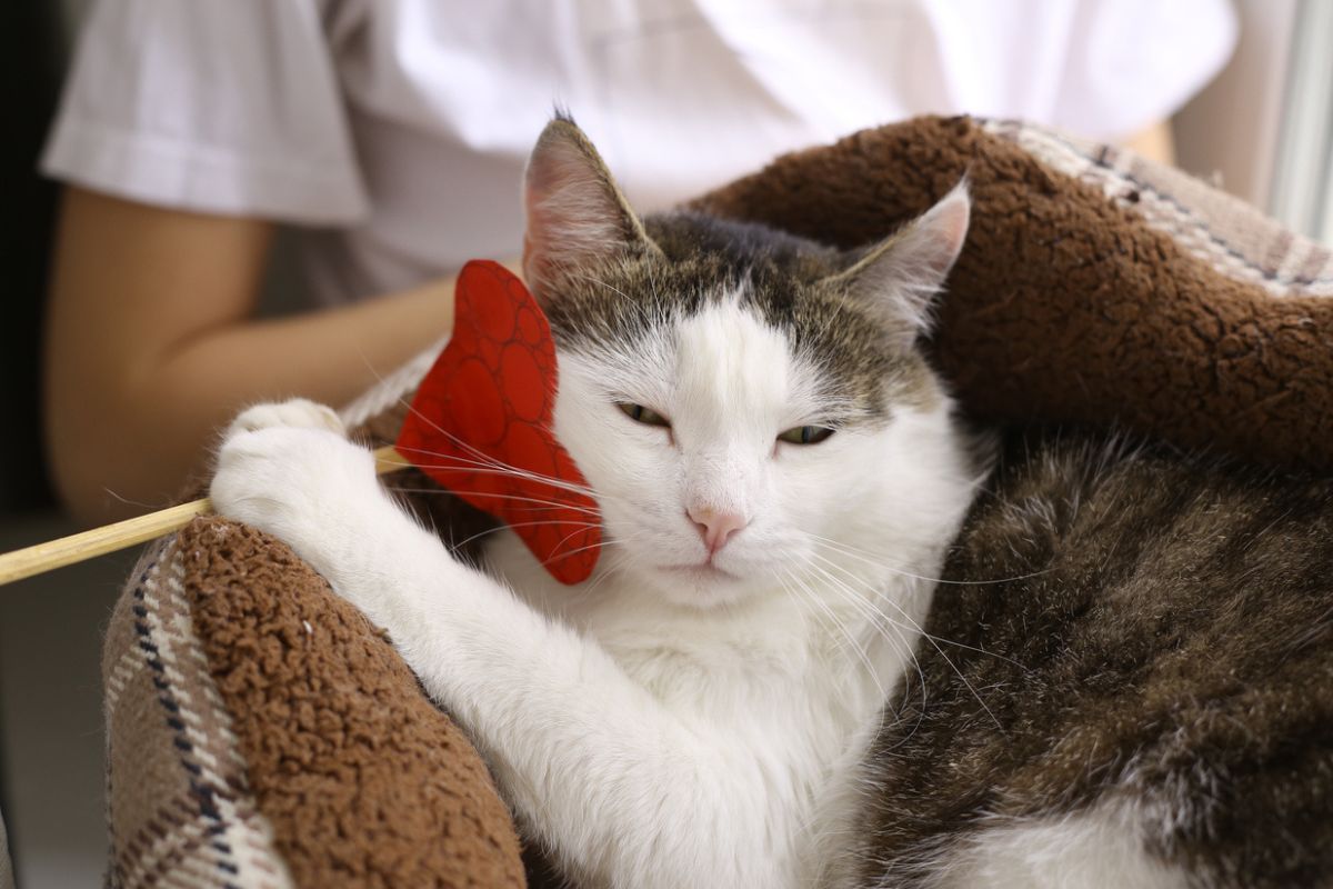 nazwij kota imieniem byłego