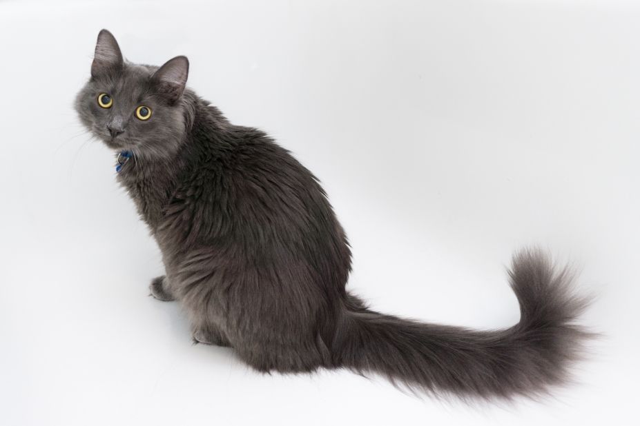 nebelung ogon