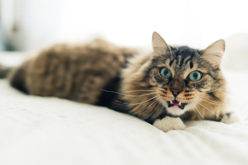 nerwowy-kot-na-lozku.jpg