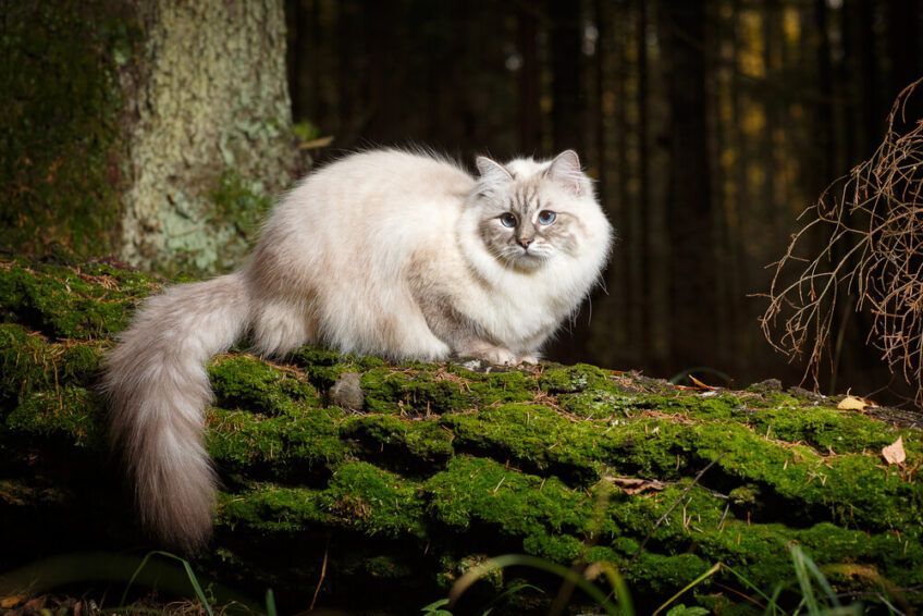 neva masquerade w lesie