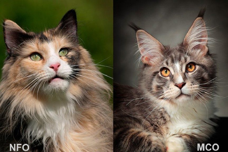 maine coon i kot norweski leśny