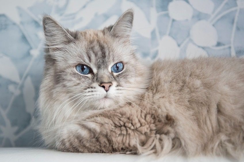 niebieskie oczy masquerade-min.jpg