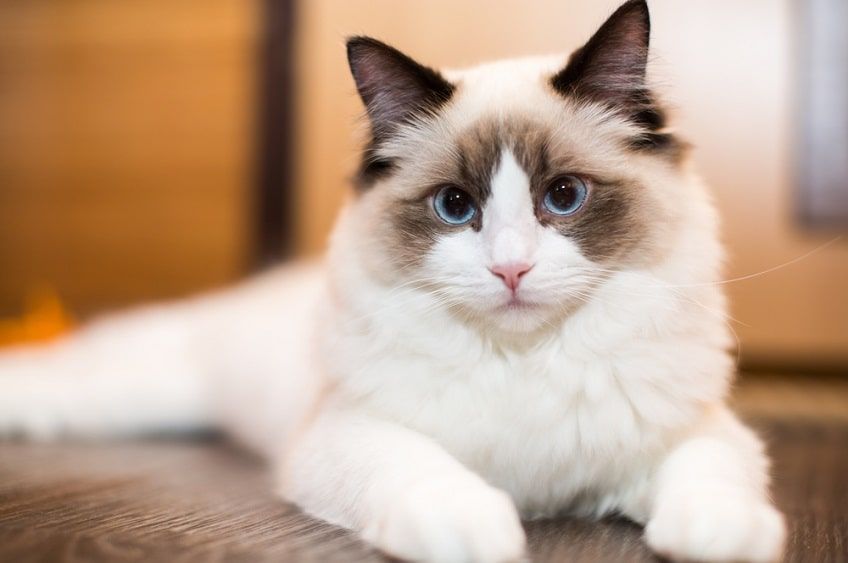 niebieskie oczy ragdoll-min.jpg