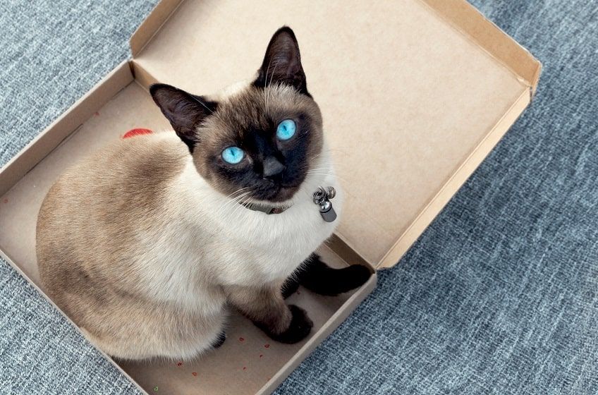 niebieskie oczy syjamski-min.jpg