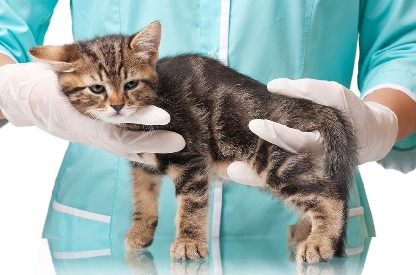 niedoczynność tarczycy kot-min.jpg