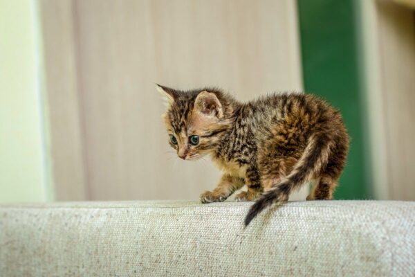 niedoczynność tarczycy u kota