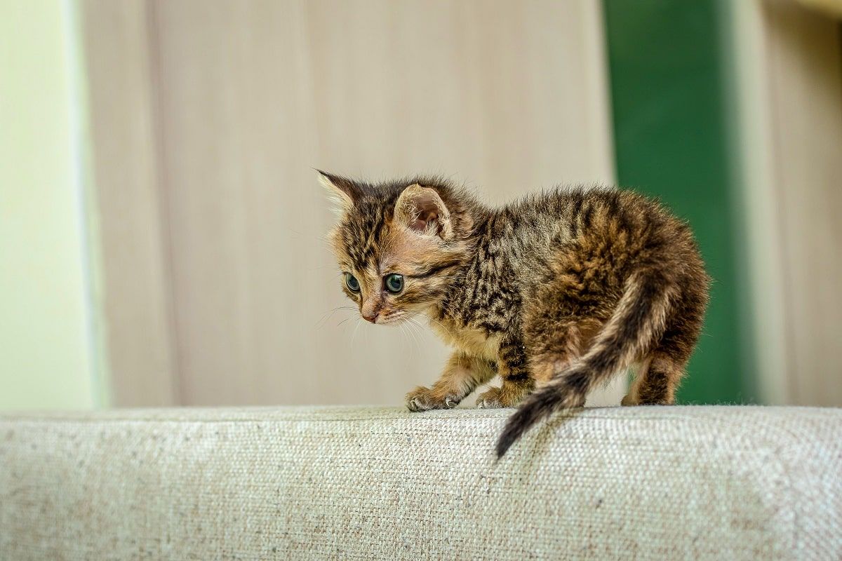 niedoczynność tarczycy u kota
