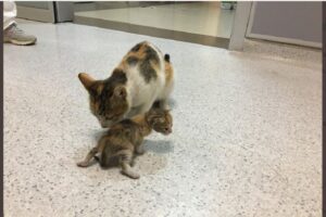 Niepełnosprawne kociątko przyniesione przez mamę do szpitala.