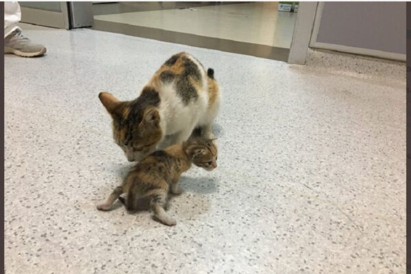 Niepełnosprawne kociątko przyniesione przez mamę do szpitala.