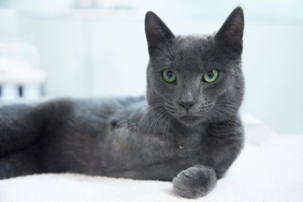 niepełnosprawne koty