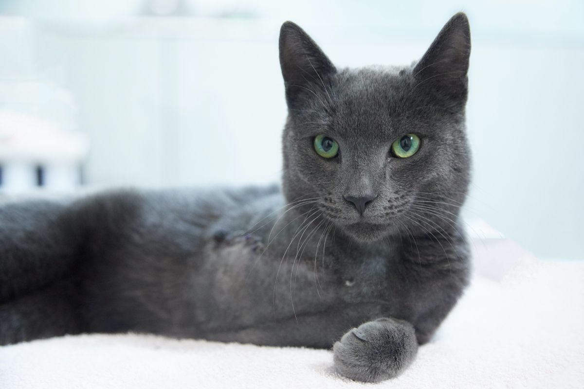 niepełnosprawne koty