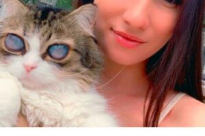 Niewidomy kot z pięknymi oczami - poznajcie Pico.