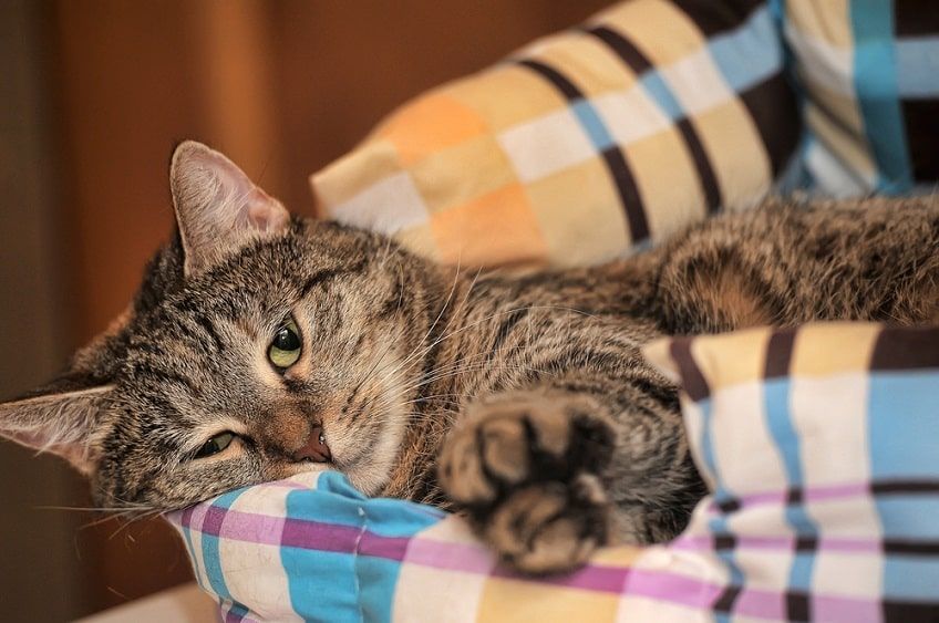 niewydolność wątroby u kota-min.jpg