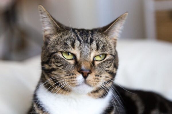 jak przeprosić kota