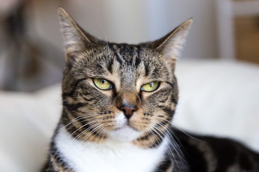 jak przeprosić kota