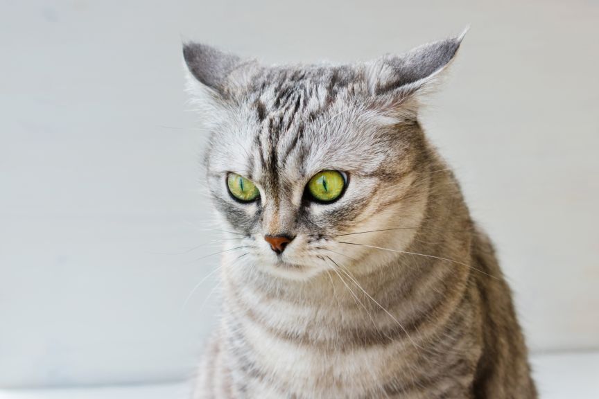 czy kot wie, kiedy kłamiesz