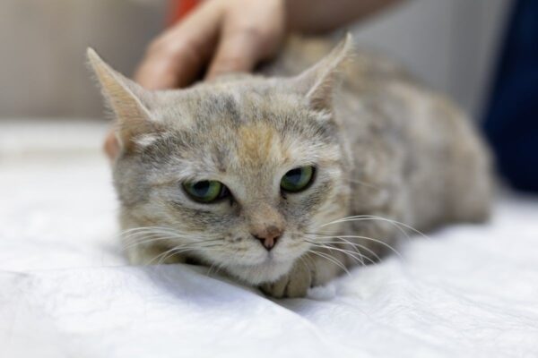 nieznana choroba atakuje koty