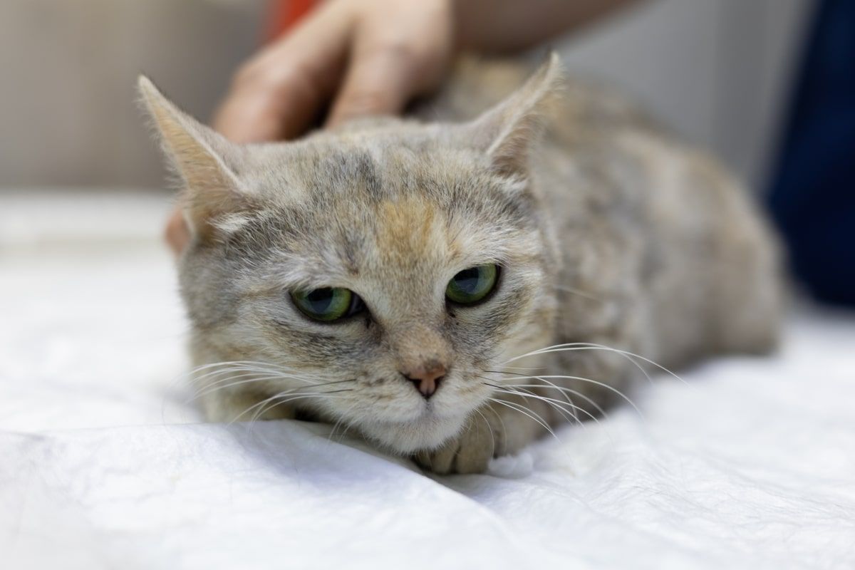 nieznana choroba atakuje koty