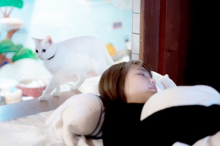 cat capsule hotel