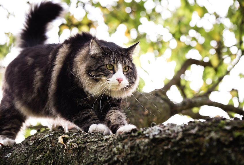 norweski leśny na drzewie
