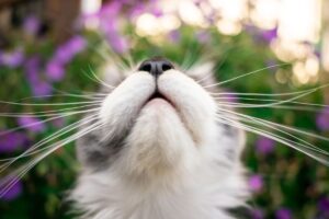 koci nos a chromatograf gazowy