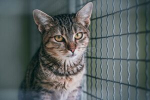 nowy pawilon dla kotów w krakowskim schronisku gotowy