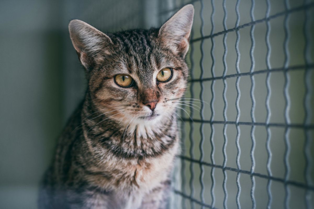 nowy pawilon dla kotów w krakowskim schronisku gotowy