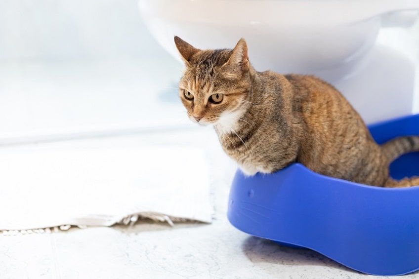 objawy chorób pęcherza u kota-min.jpg